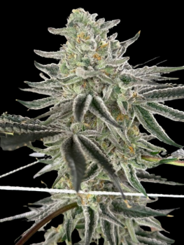 Super Boof x Diesel BLX